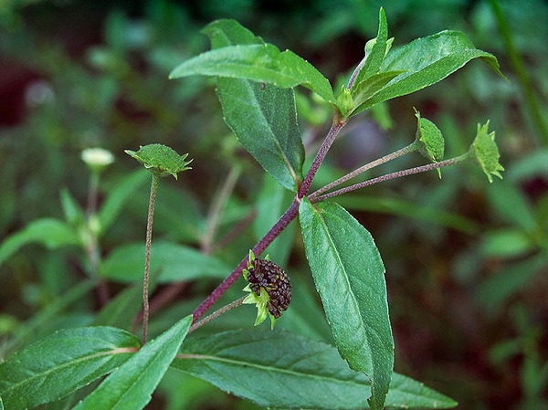 Nhọ nồi